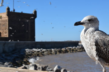 Essaouira, Maroko , Marocco , mewy © Urszula