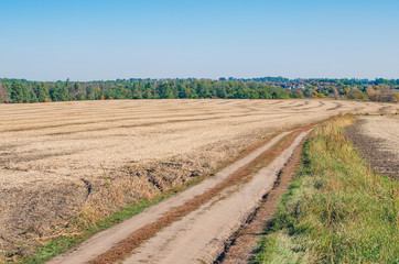 Fototapeta na wymiar Soybean field after harvest in the fall.