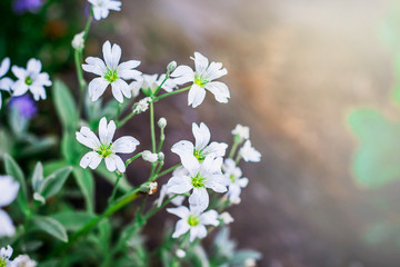 Small beautiful white flowers of gypsophila. Free space for text_