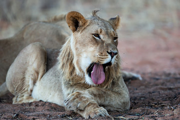 Young male lion yawning - Kgalagadi Transfrontier Park in the Kalahari Desert - South Africa