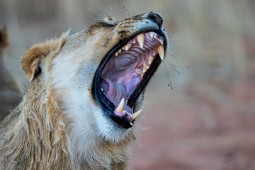 Young male lion yawning - Kgalagadi Transfrontier Park in the Kalahari Desert - South Africa