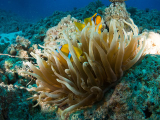 fondo marino con muchos peces