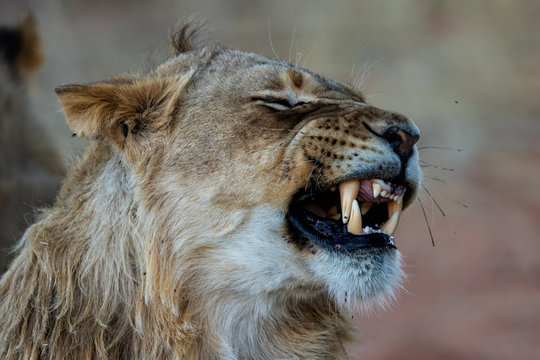 Young male lion yawning - Kgalagadi Transfrontier Park in the Kalahari Desert - South Africa