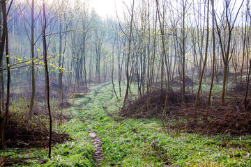 Old road in the woods. Spring landscape: young trees and road in the woods_