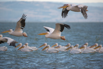 Ak pelikan » Pelecanus onocrotalus » Great White Pelican