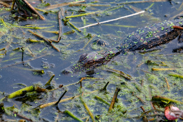 A young alligator is perfectly camoflaged in the swampy foliage waters