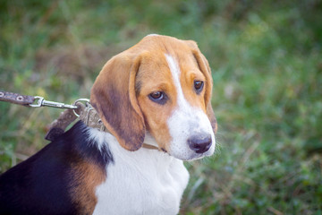 Young dog of breeds an Estonian hound on a leash sitting on the grass_
