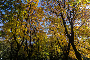 View of colorful tree leaves from below in autumn afternoon 