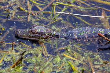 A young alligator is perfectly camoflaged in the swampy foliage waters