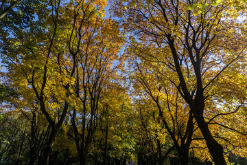 View of colorful tree leaves from below in autumn afternoon 