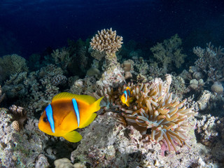 fondo marino con muchos peces