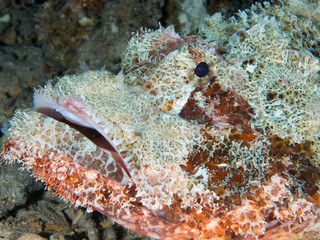 fondo marino con muchos peces