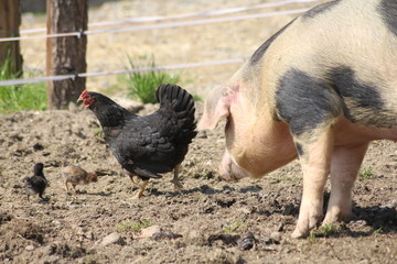 Schwein