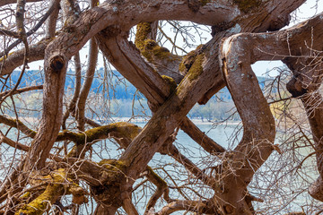 Old tree at at lake constance; Germany