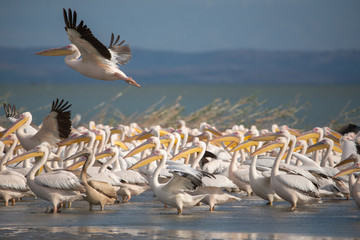 Ak pelikan » Pelecanus onocrotalus » Great White Pelican