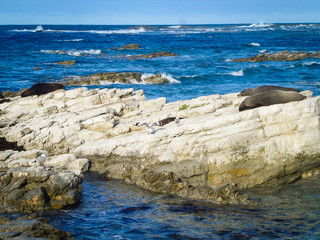 Seals laying in the sun on a rock in the ocean of New Zealand