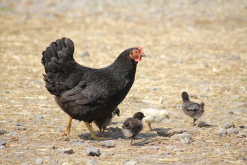 Huhn