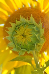 yellow flower closeup of sunflower