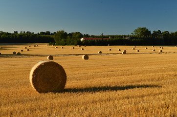hay bales of straw on field