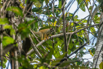Amazon monkey in trees