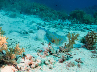 fondo marino con muchos peces