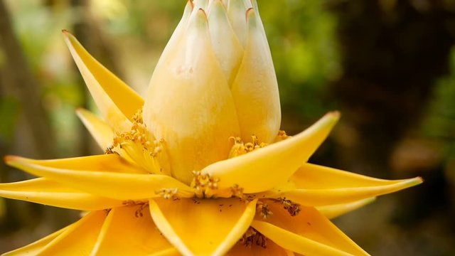 Beautiful yellow flower in garden. Closeup macro view of Chinese Dwarf Banana on blurred natural background. selective focus