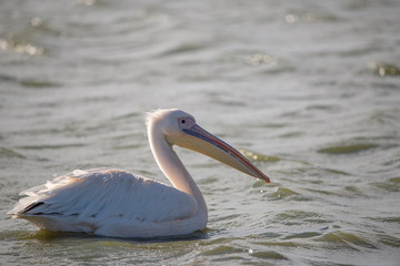 Ak pelikan » Pelecanus onocrotalus » Great White Pelican