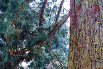 Cedar tree on island of Mainau