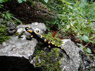 Feuersalamander (Salamandra salamandra) in der Natur