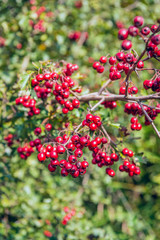 Ripe red berries on the branch of a hawthorn tree