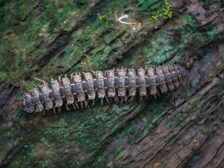 Amazon Rainforest Insect