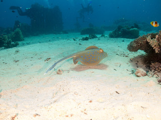 fondo marino con muchos peces