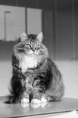 Naklejka na ściany i meble Kitten of siberian breed, hypoallergenic animal of livestock sitting outdoor