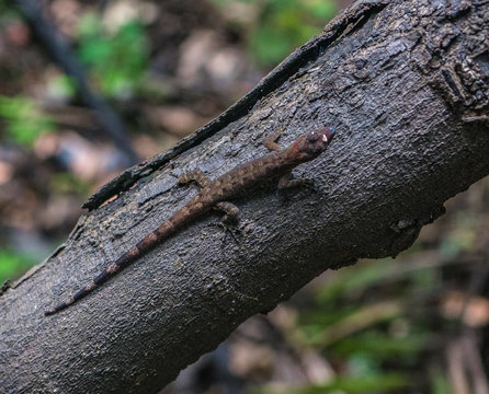 Amazon Rainforest Lizard