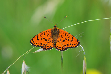 Melitaea didyma; ♂, Roter Scheckenfalter; Edelfalter; männlich