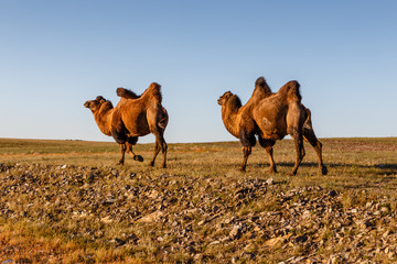 Two two-humped camels walk in the steppes of Mongolia. Gobi Desert