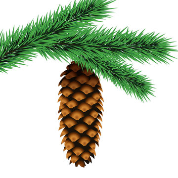 fir cone on a branch on a transparent background