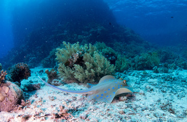fondo marino con muchos peces