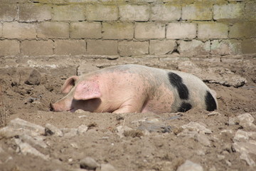 Fototapeta premium Schwein