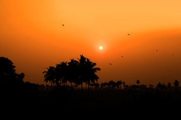 Sun set over paddy fields