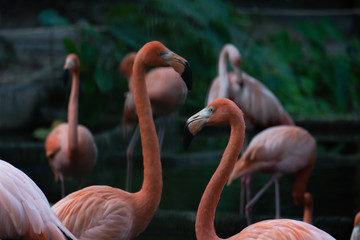 American flamingo
