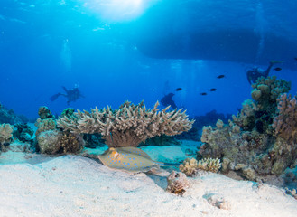 fondo marino con muchos peces