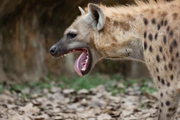Tuinposter Hyena hyena