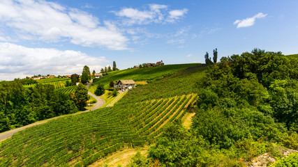 Fototapeta na wymiar Weingarten in der Südsteirischen Weinstrasse in der Steiermark, Österreich.