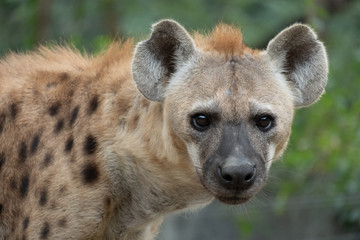 hyena