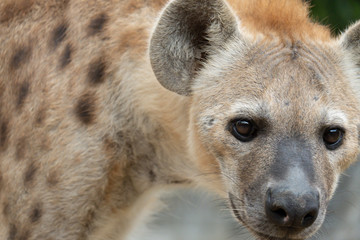 hyena