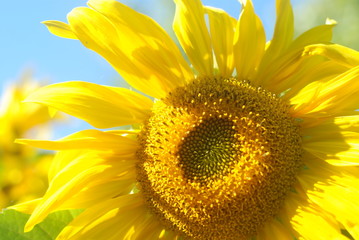 Naklejka premium sunflower on the field