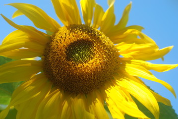 yellow sunflower on the field