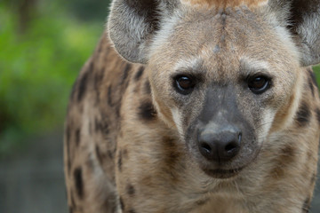 hyena