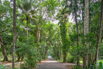 Sir Seewoosagur Ramgoolam Botanic Garden, Mauritius island.